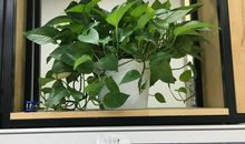 初一状物作文：生命之花——绿萝_800字