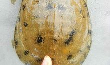 可爱的小团鱼_350字