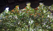 满纸桂花香_1000字