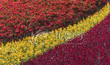 学校的花圃_300字