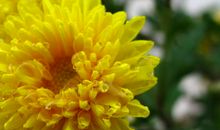 夜雨·念重光 _100字