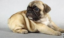 小狗的自诉_300字