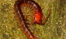 小蜈蚣的生日_700字