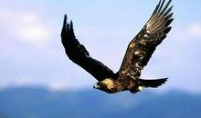 如此选择，我无怨无悔！_800字