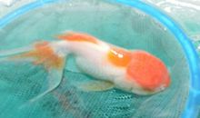 心灵物语——求救的金鱼_800字