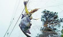 小鸟之死_1500字