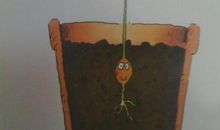 我也是一粒种子_1000字