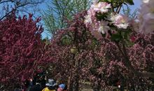 繁花似锦的天山_550字