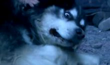 我是一只狼王_800字