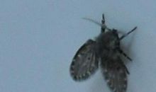 那一只飞虫_500字