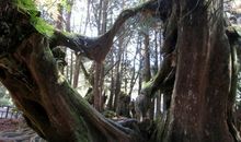 美丽的阿里山_750字