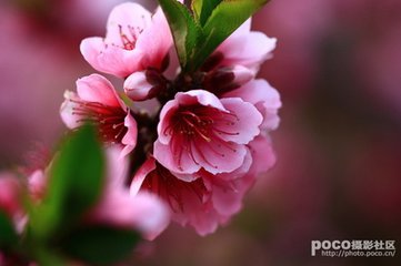 春天妹妹_450字