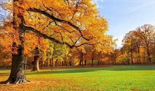 秋天里的校园_500字