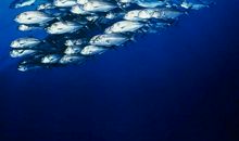 大自然的魅力_900字