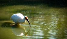 秦岭四宝之朱鹮_450字