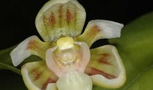 “新物种”——中华蜜鸟_400字