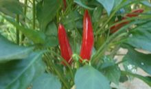 秋天的果实_550字