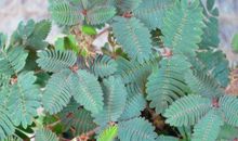 奇妙的含羞草_600字