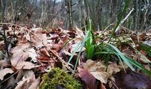 冬天的小草_400字