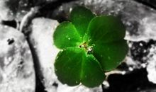 坚强的小草_450字