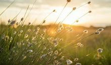 平凡的小草，做真实的我_650字