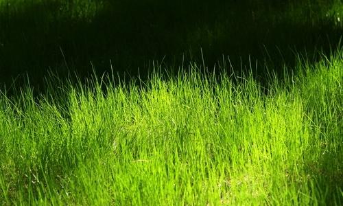 草地上的组成：我喜欢草_550字
