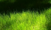 关于小草的作文：我爱小草_550字