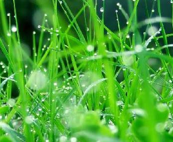 草地上的组成：沉默缺少草_500字