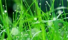 关于小草的作文：默默无闻的小草_500字