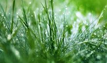 关于小草的作文：无名的小草_650字