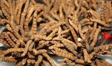 关于小草的作文：野丛草_550字