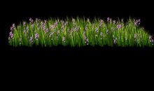 关于小草的作文：草丛里的星星（二）_550字