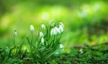 关于小草的作文：大草坪_600字