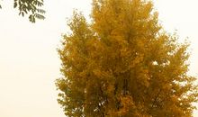 叶写给树的小诗_1200字