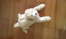 我家的“开心果”--小狗_450字