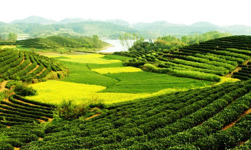 田园诗般的风景的构图：美丽的田园诗般的风景_600字