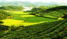 关于田园风光的作文：美丽的田园风光_600字