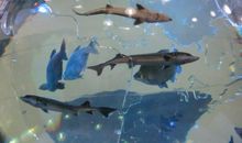 水晶球里的小鱼_550字