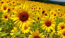 向日葵的微笑_1000字