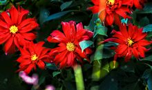 鲜花和绿叶_450字