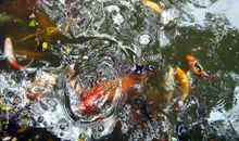 水或者鱼_1200字