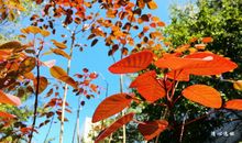 [寒假游记征文]冬日暖阳_400字