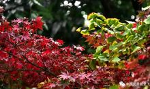 冬日里的仙子_800字