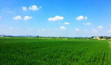 夏天的田野_600字