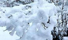 好大一场雪_800字