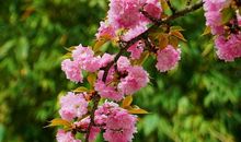 家乡的樱花_700字