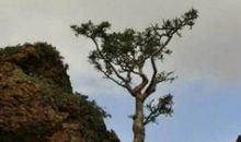 一棵悬崖边的树_1000字