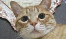 没有胡子的猫咪_650字