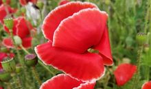 那些花儿的追逐_1000字