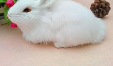 兔子的红眼睛_900字